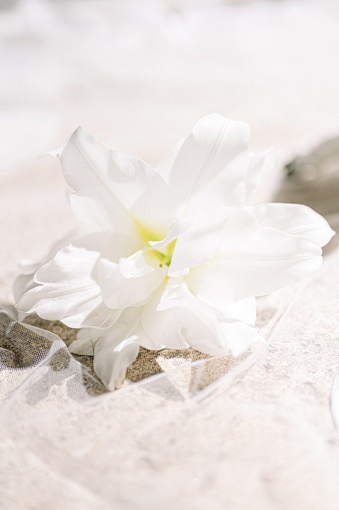Lys blanc posé sur le sol du Mas de la Rose, lieu de réception de mariage de luxe en Provence en France